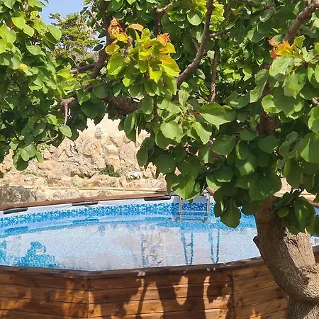 Musa Balbisiana Casa Olea