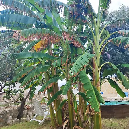 Musa Balbisiana Casa Olea